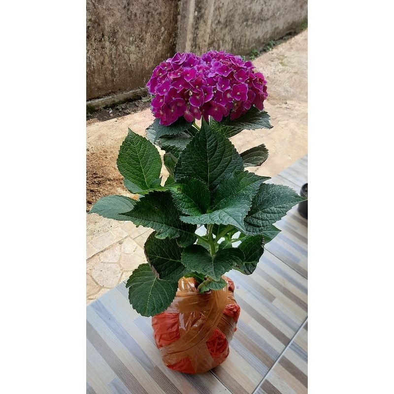 HORTENSIA IMPORT / PANCAWARNA