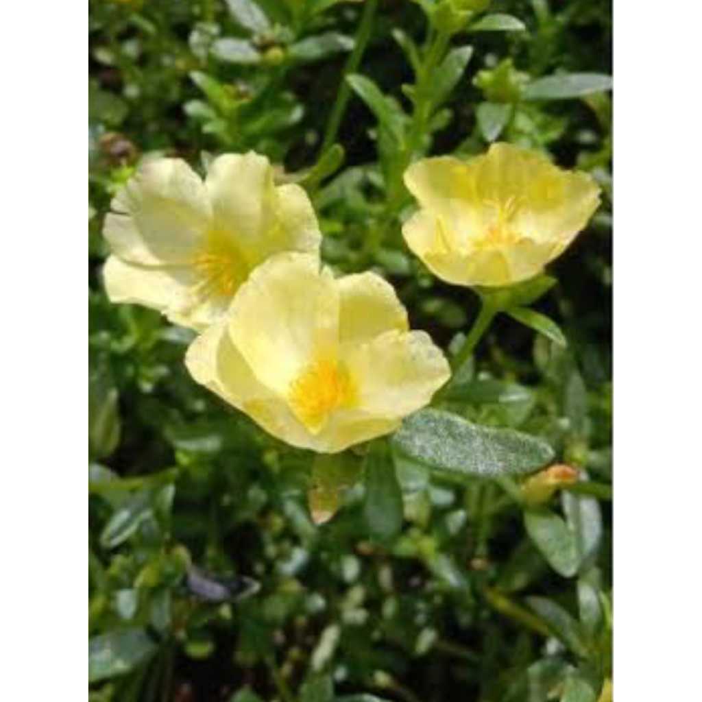 Bunga.Krokot.Selapis.HIJAU.EPAL/Bibit.Stek. Batang