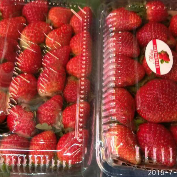 

YLNX1744 Buah strawberry organik bandung