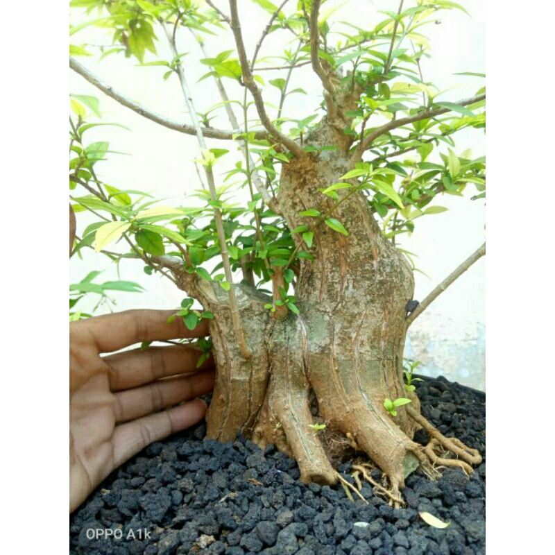 bahan bonsai anting putri bonggol super