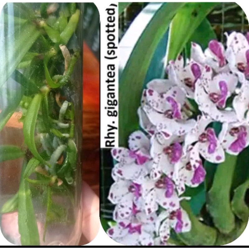 botol rhy gigantea (spotted