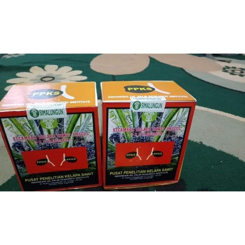 COD-BELI 3+SERTIFIKAT bibit benih kelapa sawit 250biji (SIMALUNGUN) SUPER UNGGUL