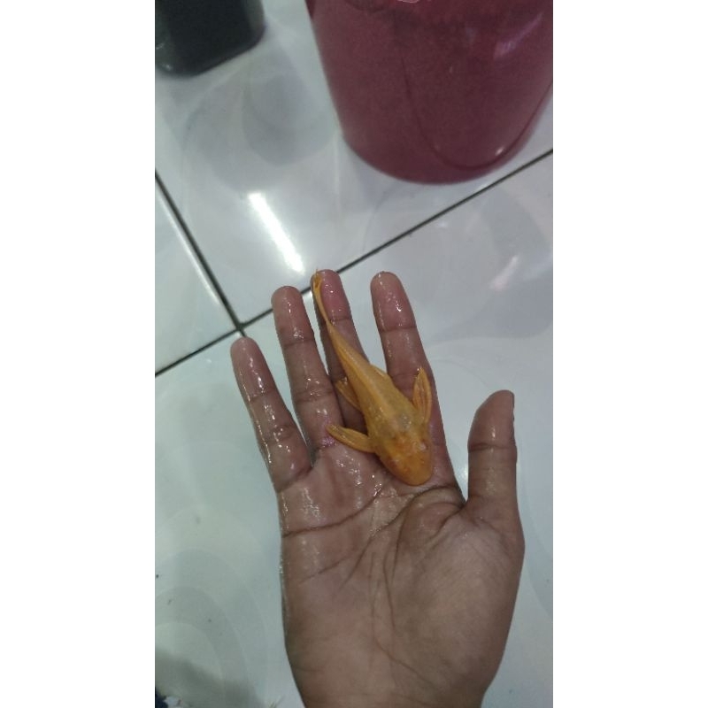 gibicep 10 cm