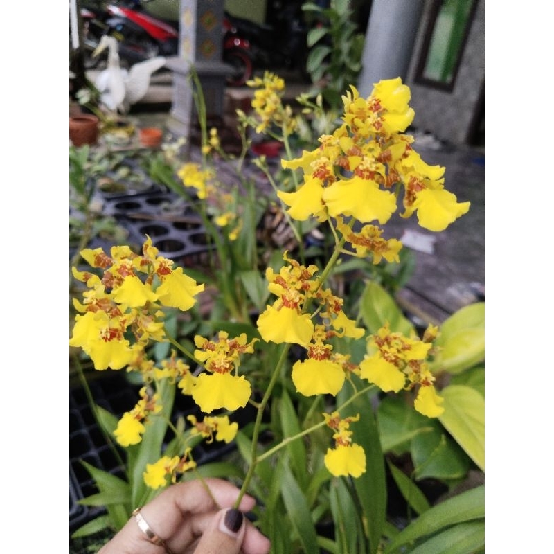 anggrek oncidium golden shower