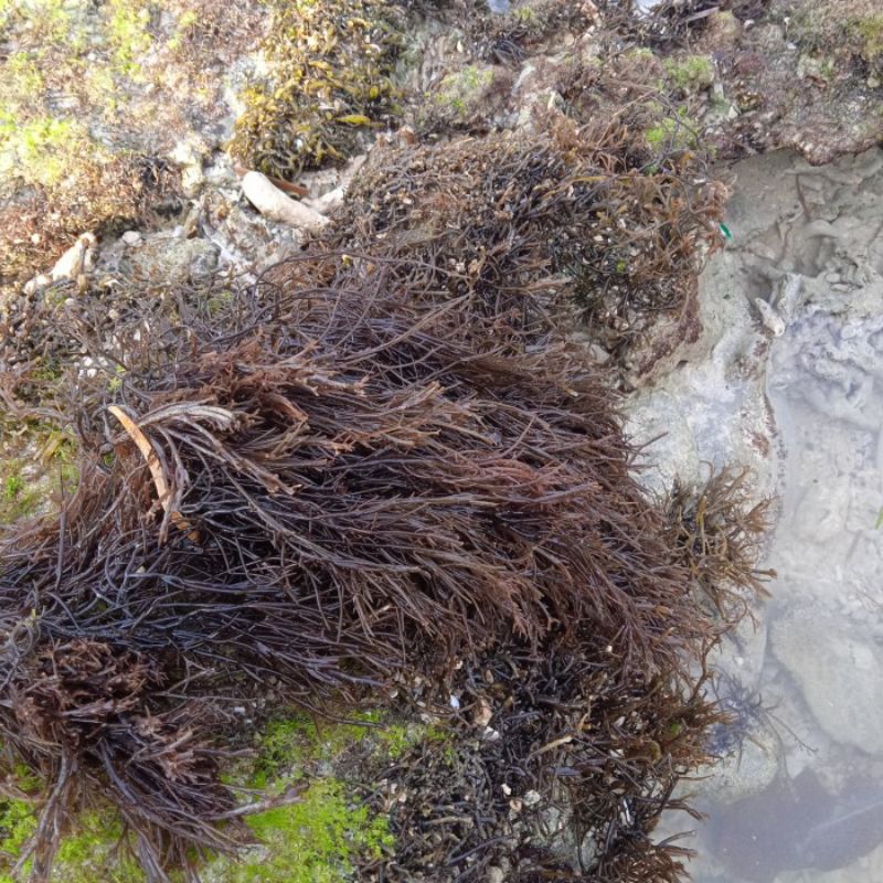 

Rumput Laut Merah Asli Alami Dari Laut /1000gm