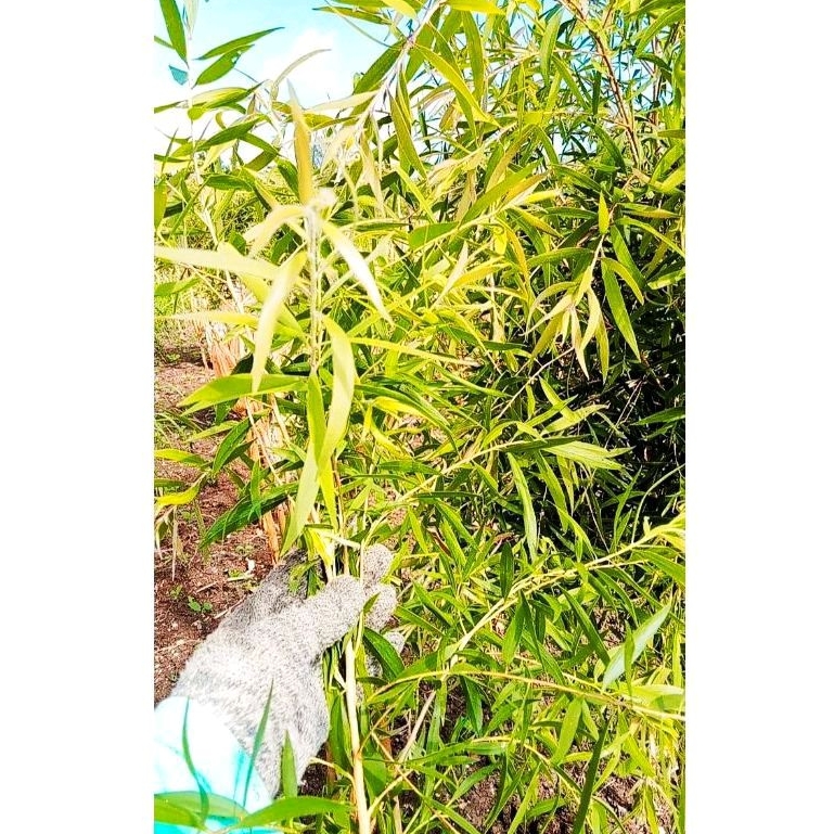Daun Minyak Kayu Putih SEGAR 500gram