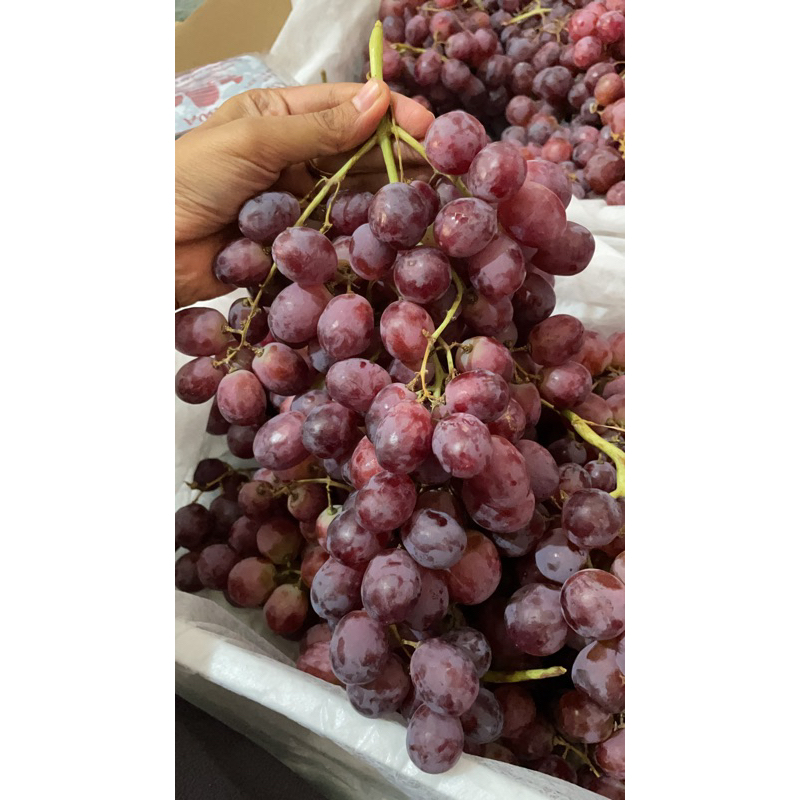 

buah anggur fresh