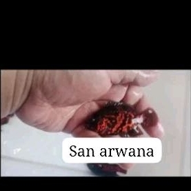 ikan Oscar black Tiger good marking GM impor