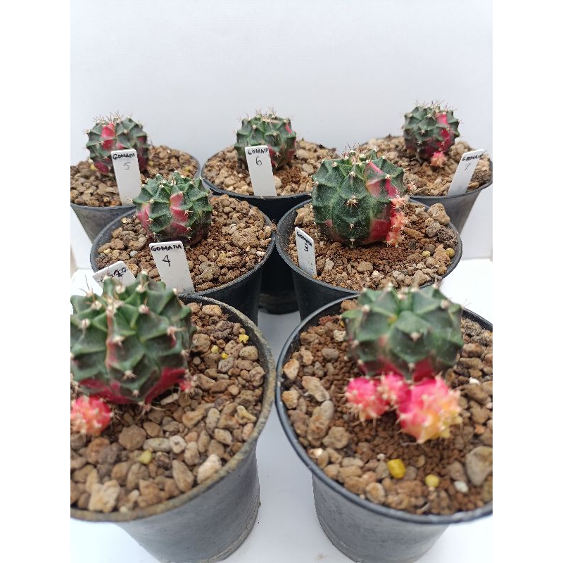 Kaktus Var Gymno Miha Gomain Variegata Ownroot Gymnocalycium Mihanovichii