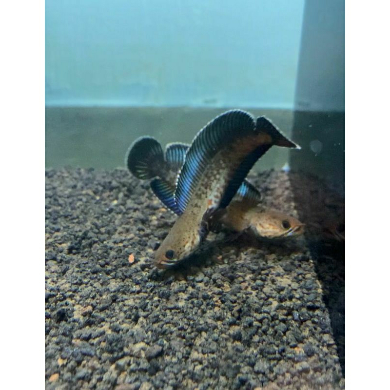 Andrao Sortiran 6-8 cm