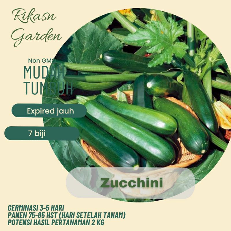 benih bibit timun jepang zucchini