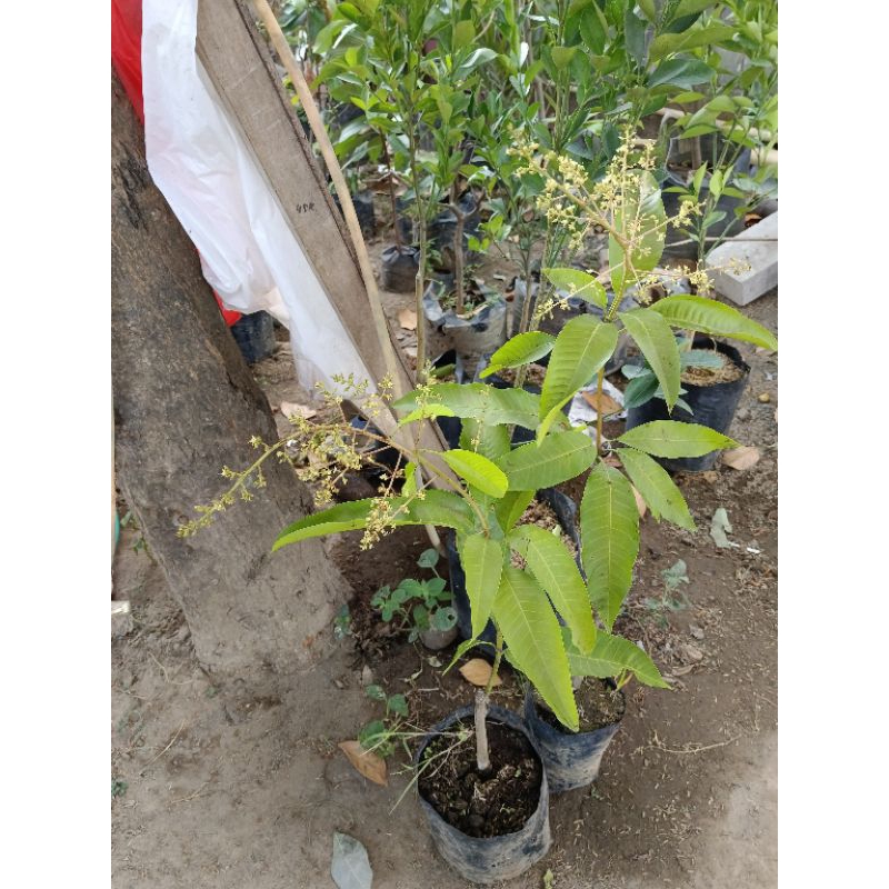 bibit mangga kiojay sudah berbunga super lebat okulasi