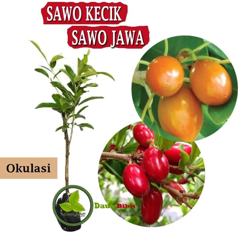 Bibit Sawo Kecik Jawa Asli Unggul Okulasi Cepat Berbuah.