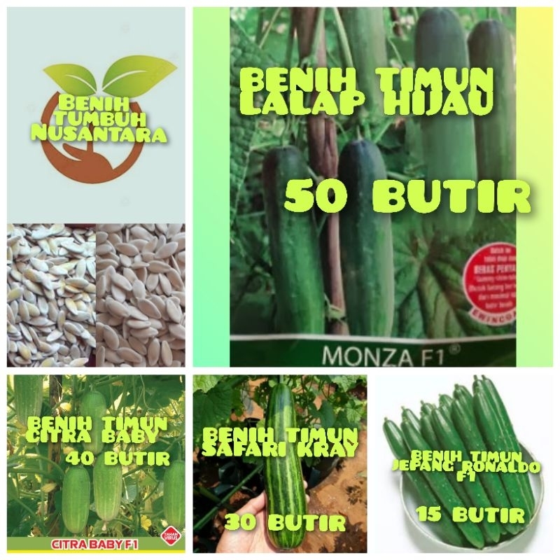 BENIH TIMUN CITRA BABY,BENIH TIMUN LALAP HIJAU,BENIH TIMUN JEPANG RONALDO,BENIH TIMUN SAFARI KRAY