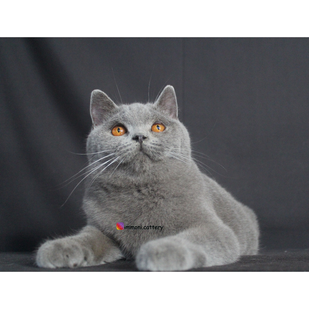 Kucing British Shorthair Blue Jantan Pedigree CFA (Invoice)