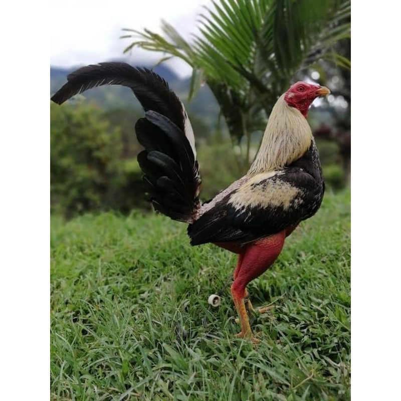 

telur ayam ak 42 paket 4 butir