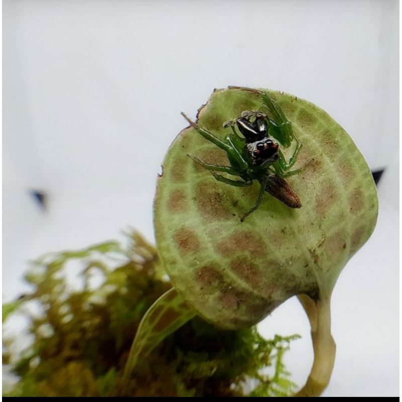 Green jumping spider