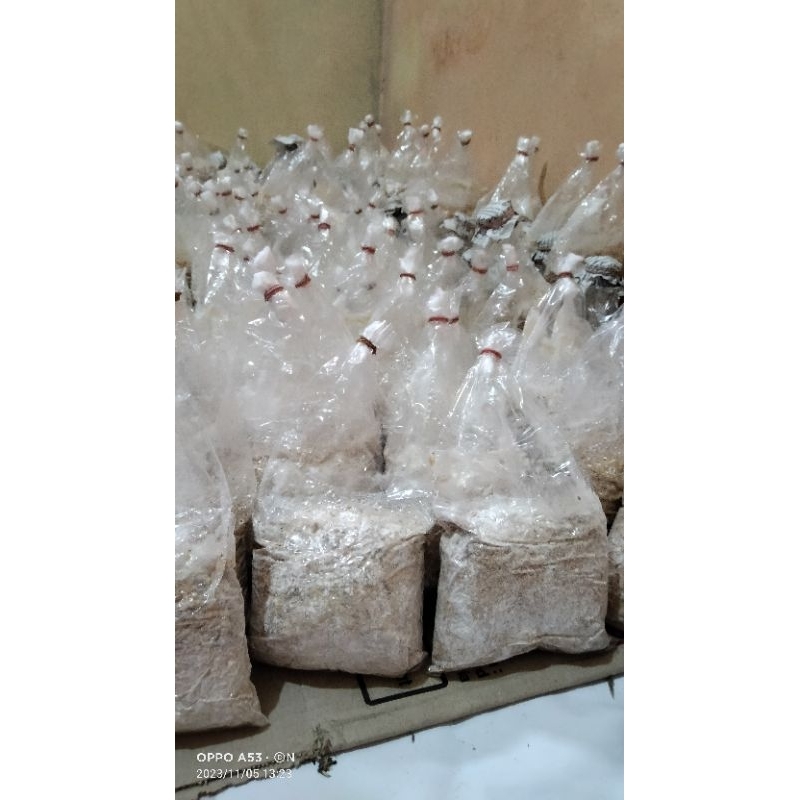 BIBIT F2 JAMUR TIRAM COKLAT