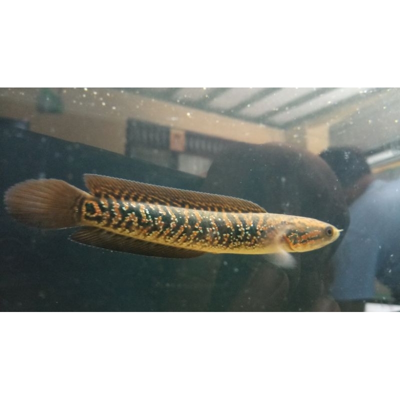 Asiatica RSP Kalimaya