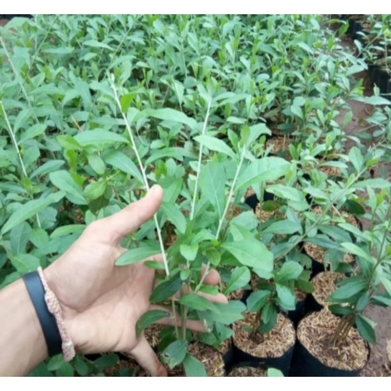 Tanaman Lee Kwan Yew Tanaman Merambat Pohon Lee Kwan Yew Murah