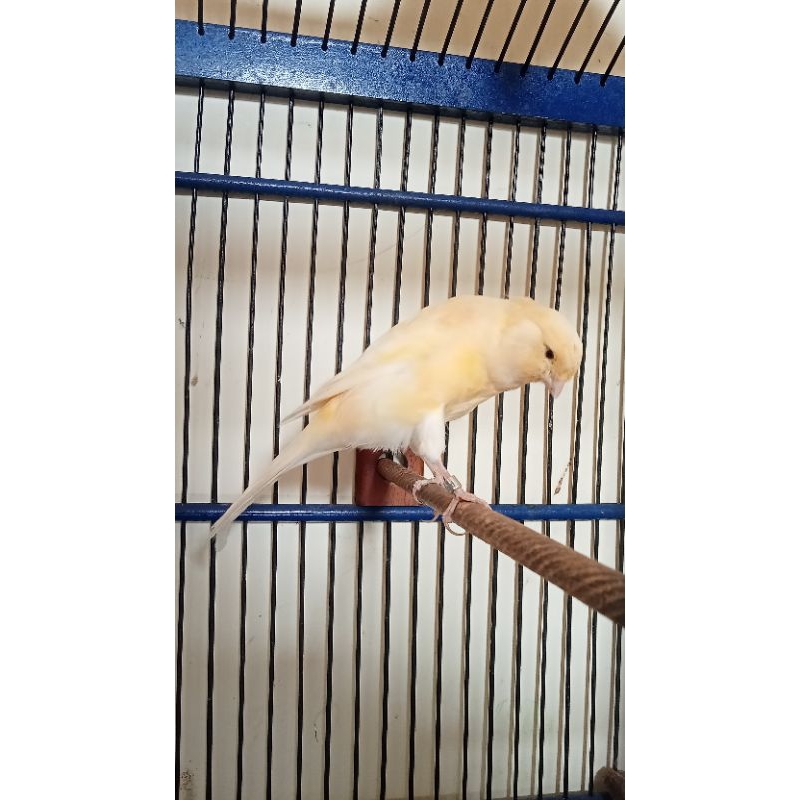 burung kenari F1 ys grade A