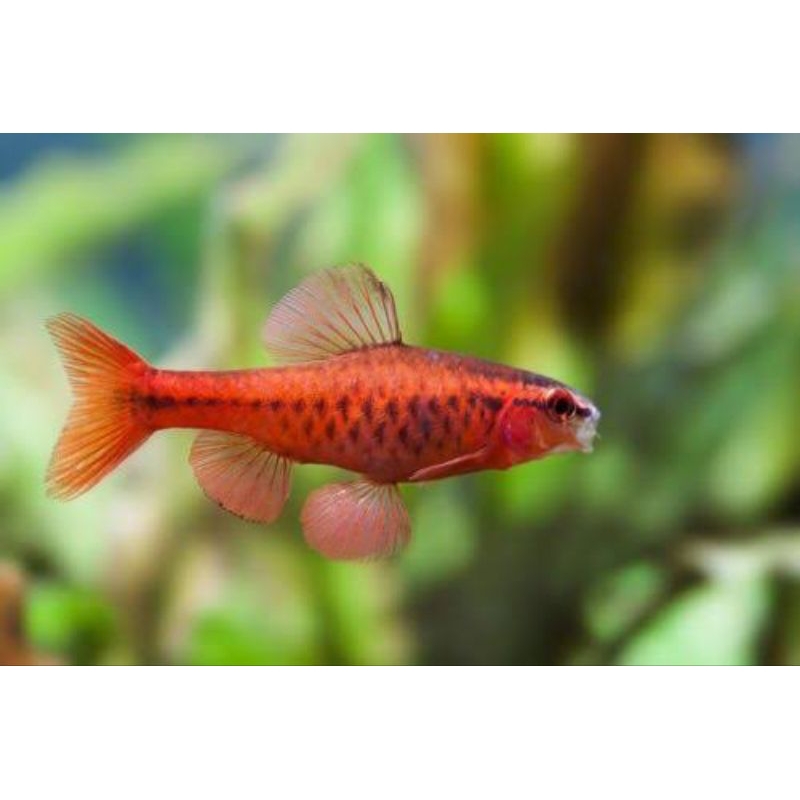 IKAN HIAS CHERRY BARB