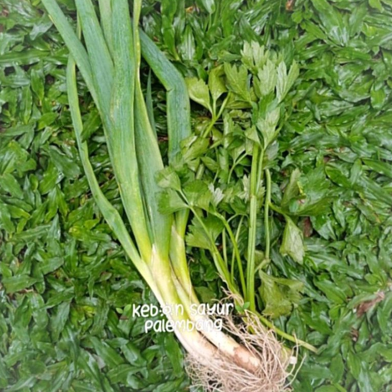 

daun sop seledri daun bawang