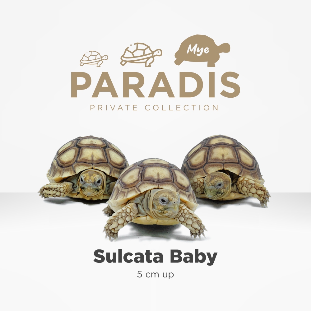 Kura Kura Darat Sulcata