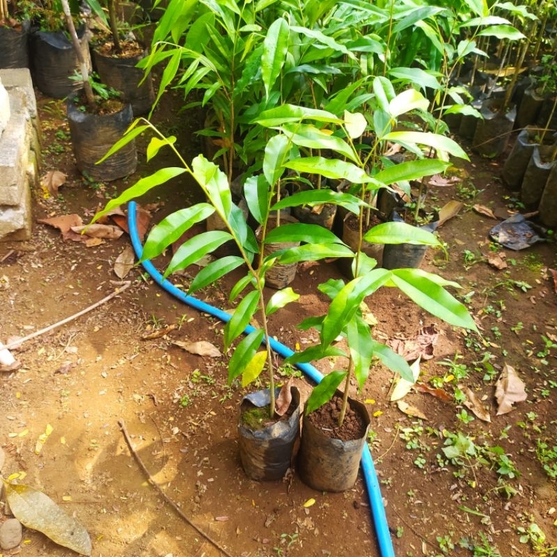 paket bibit gaharu Malaccensis asli isi 20 bibit