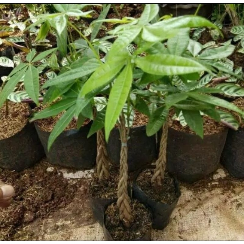 Tanaman Hias Pacira Kepang 3 Tanaman Pacira Tanaman Hias Murah