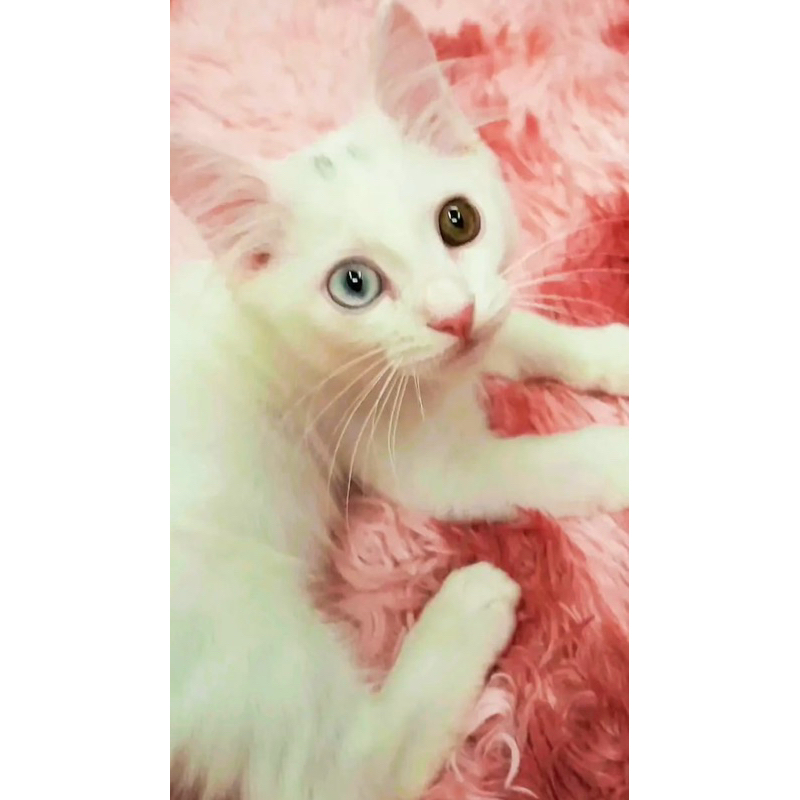 Kucing Ras Kitten Ragdoll Mix Kaumane