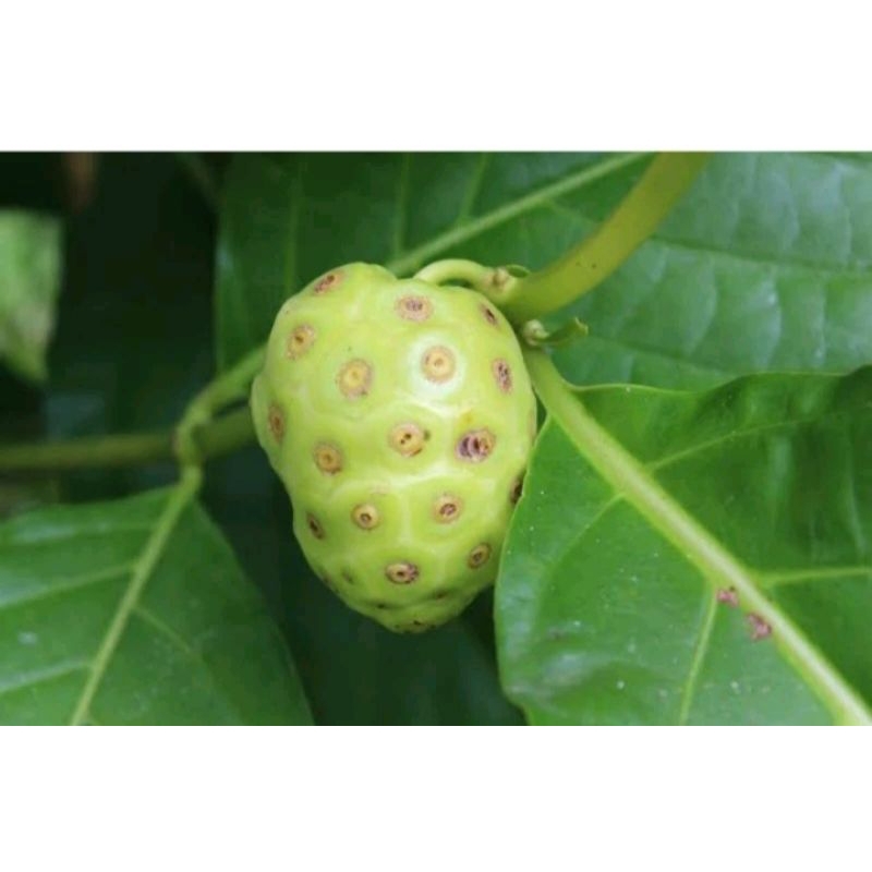 

buah pace /mengkudu 500gr
