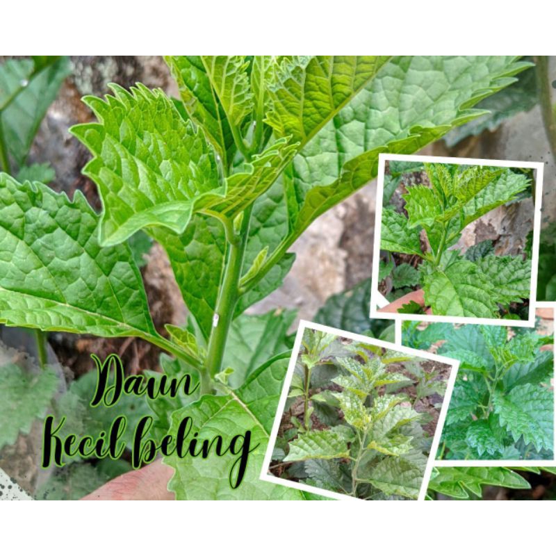 

Daun Keji beling atau Kecibeling (Strobilanthes crispus) segar || 100 gr