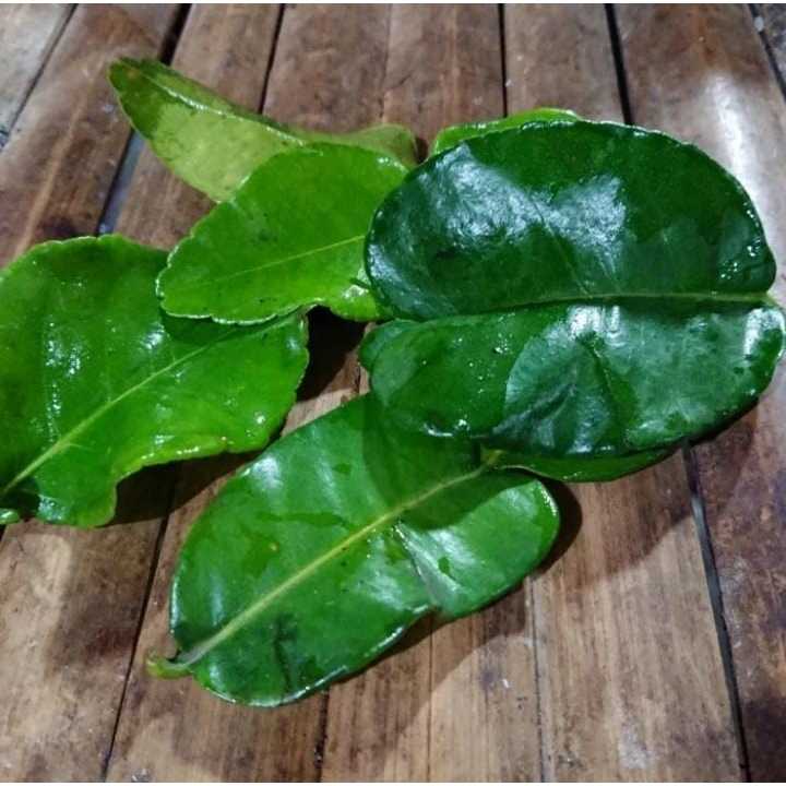 

Daun Jeruk - 1 Kg