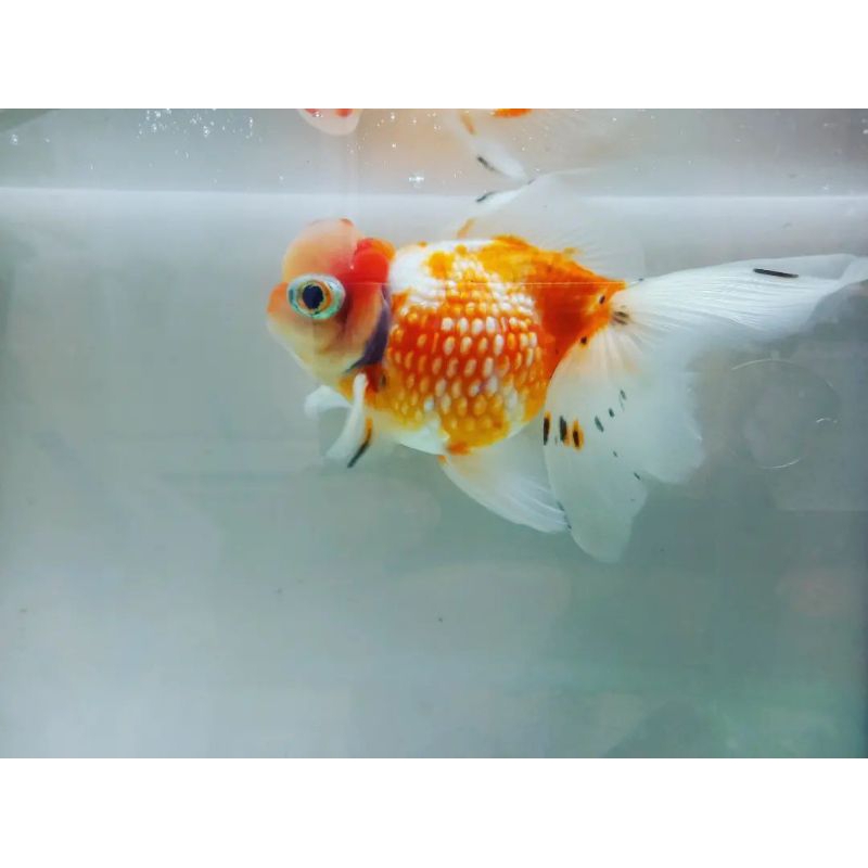 ikan hias koki mutiara jambul