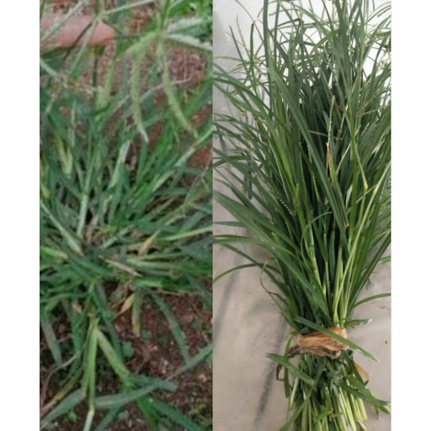 

Daun Jampang segar / Rumput Belulang Tanpa Akar
