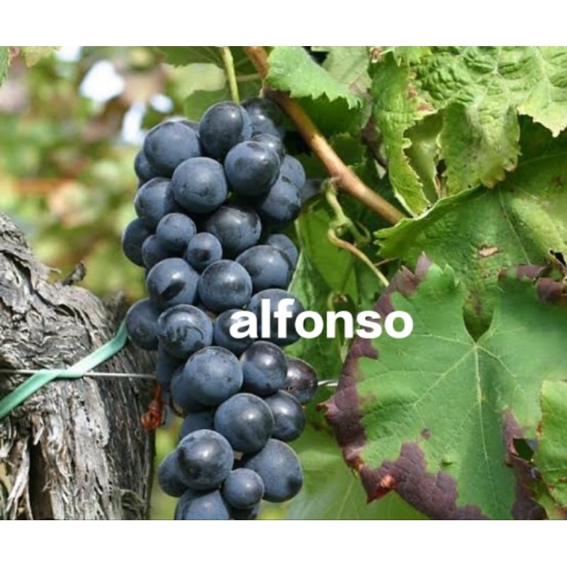 bibit anggur alfonso