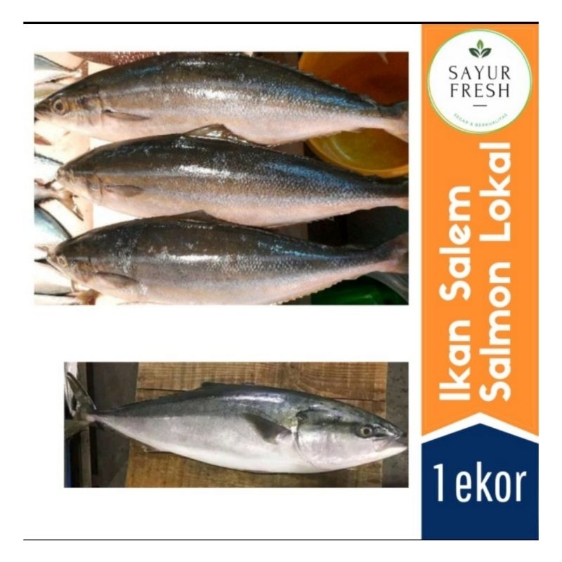 

Ikan Salem salmon lokal