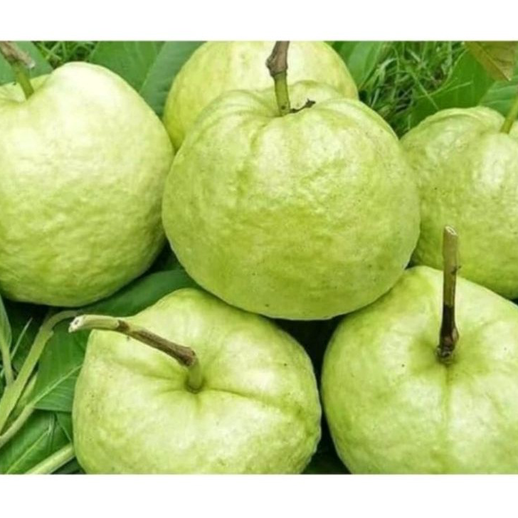 

Readystock jambu kristal super 1 kg