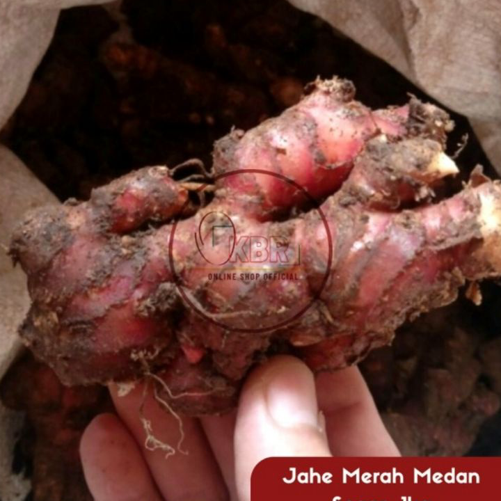 

Jual Jahe merah segar 1kg - Jahe merah 1kg - Jahe Merah 1 Kg - Jahe Merah Medan Terlaris