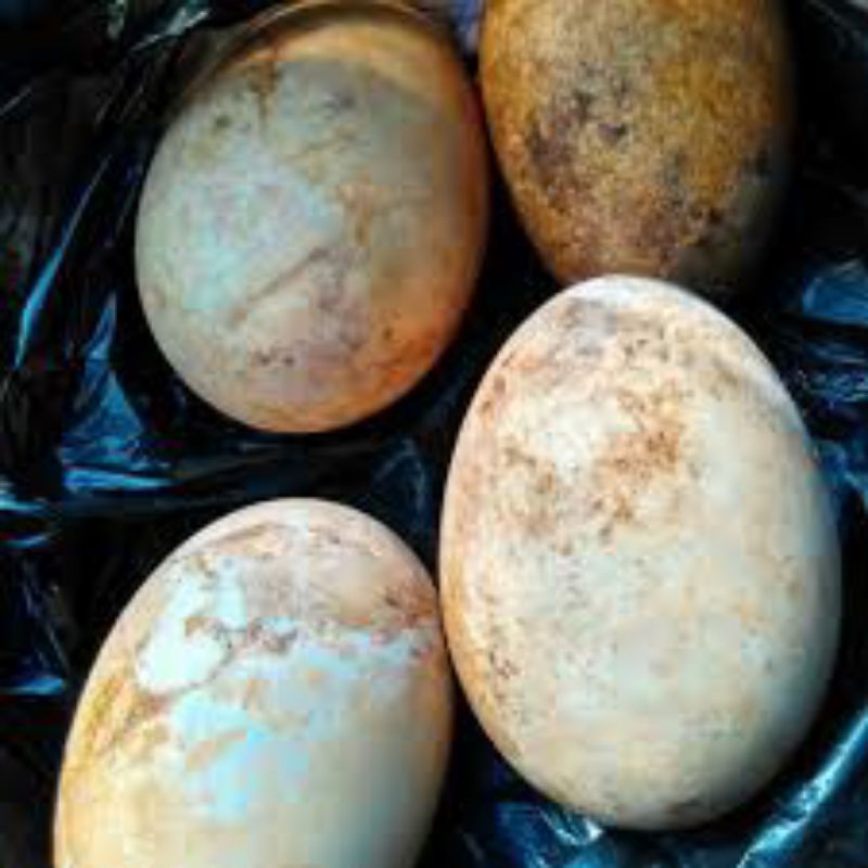 

Telur angsa busuk/calang