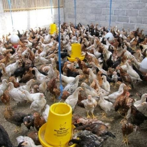 DOC ANAK AYAM KAMPUNG UNGGUL KUB UMUR 1 BULAN BIBIT SUPER