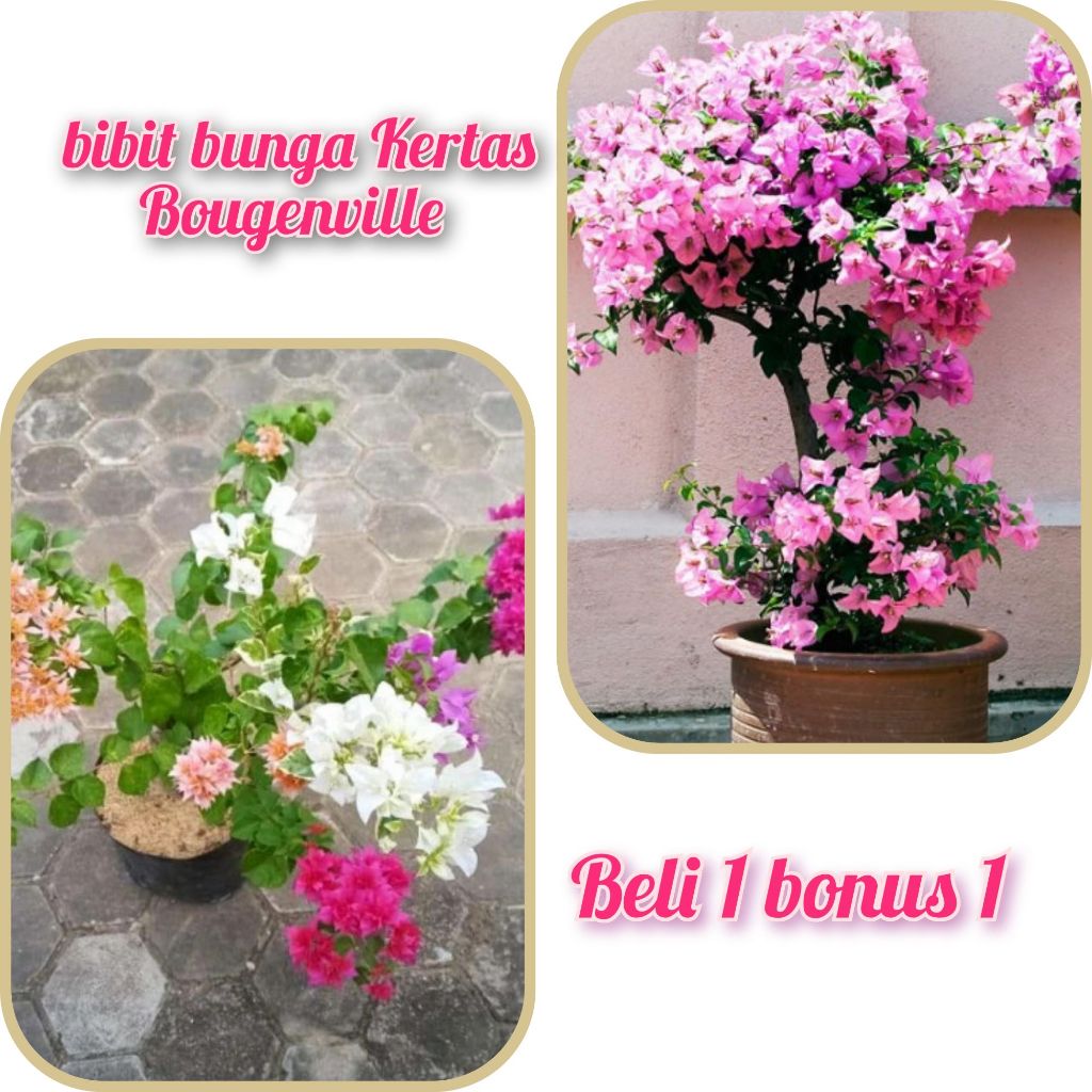 Bibit Bunga Kertas  BOUGENVILLE 3 Warna