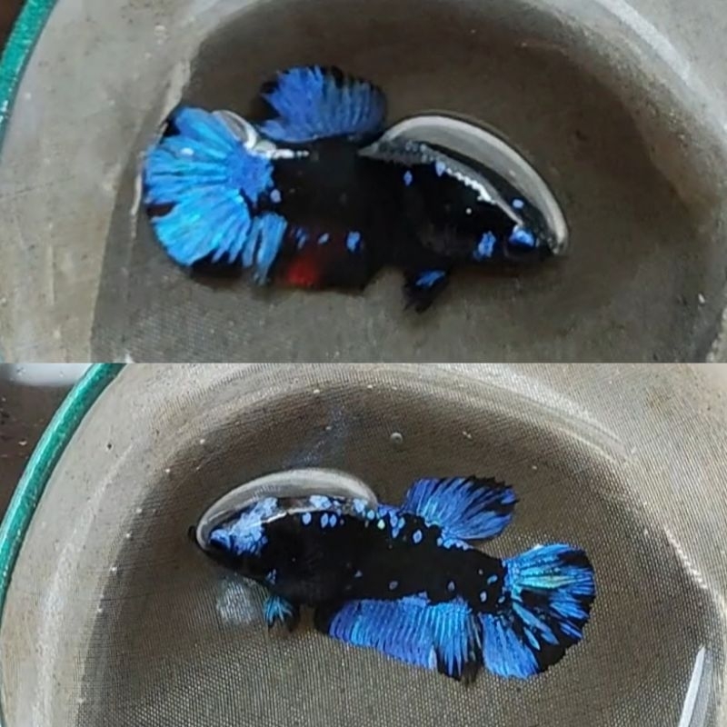 ikan cupang avatar gordon