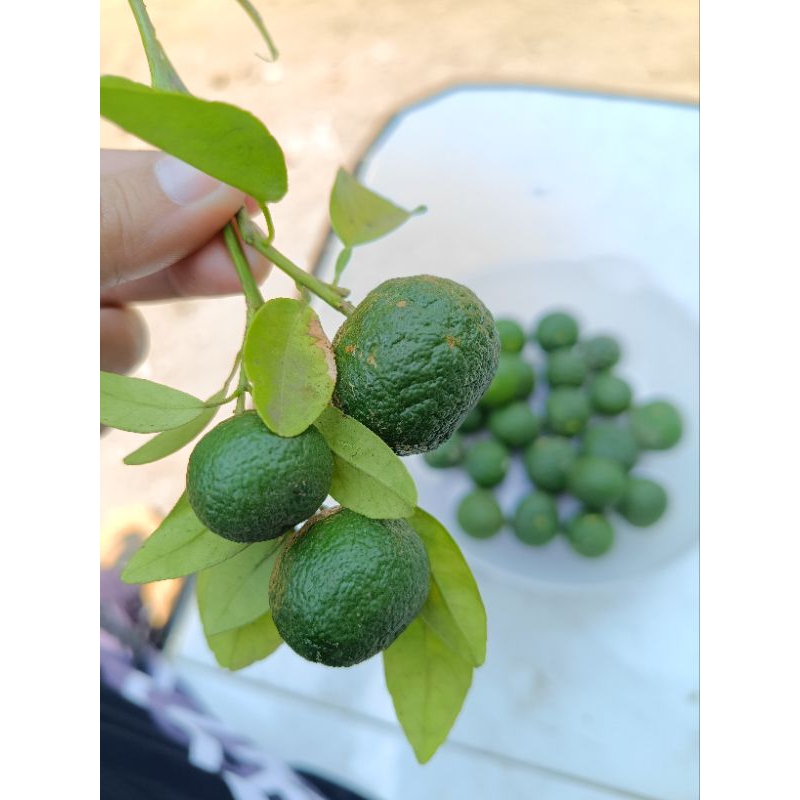 

Jeruk limau/jeruk sambal harga per 100gr, 250gr, 500gr, 1kg