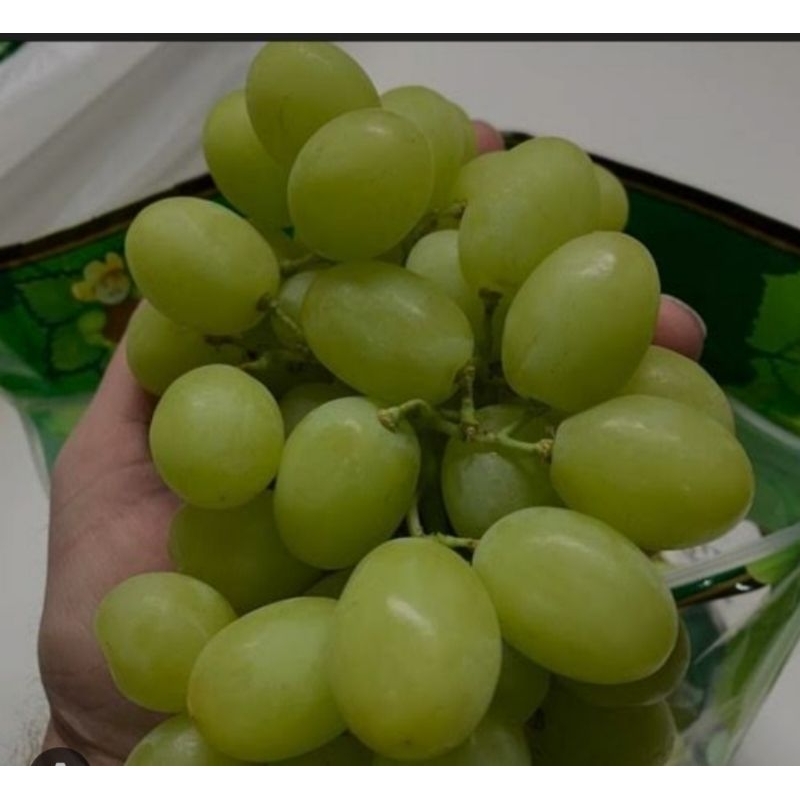 

Anggur Hijau Super Manis 1 Kg [Pengiriman Instans Dan Sameday]