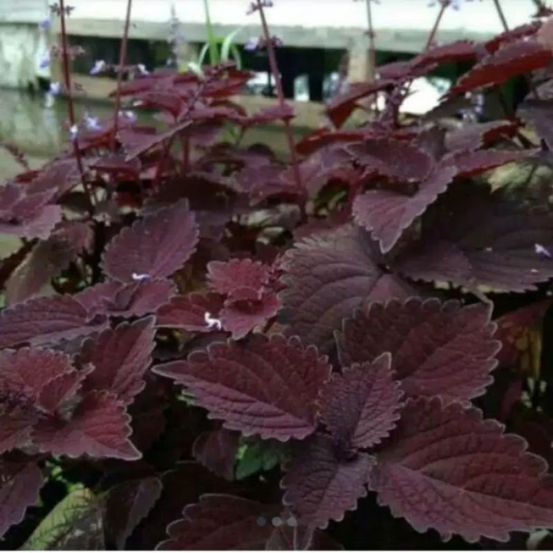 

Daun jawer kotok segar 500grm