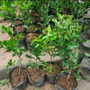 pohon jeruk purut tanaman jeruk purut