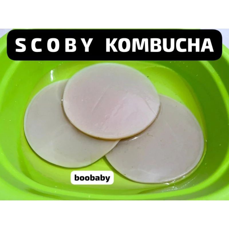 

SCOBY KOMBUCHA 9CM TIPIS FREE AIR STARTER
