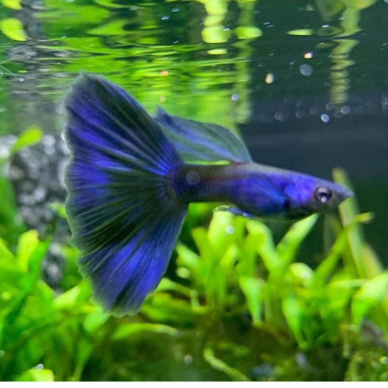 IKAN HIAS AQUASCAPE GUPPY BLUE MOSCOW/ IKAN HIAS GUPPY BLUE MOSCOW